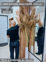 мискантус 15 стеблей 200 см